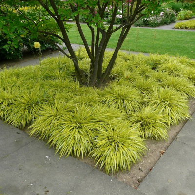 Hakonechloa smukła Aureola 1szt