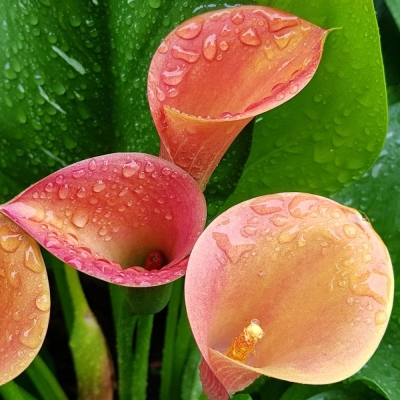 Calla -Zantedeschia Quatar 1szt