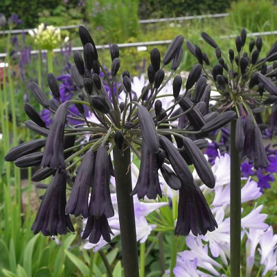 Agapant Black Magic 1szt