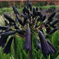 Agapant Black Magic