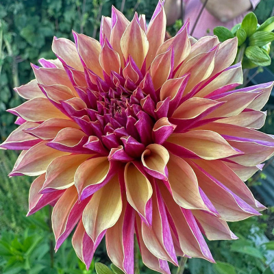 Dalia dekoracyjna Madame Antoinette 1szt