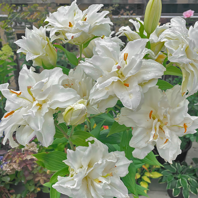 Lilia lotosowa Lotus Beauty 1szt