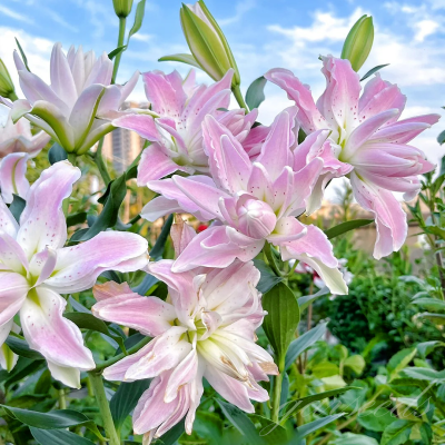 Lilia lotosowa Lotus Dream 1szt
