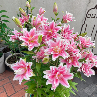 Lilia lotosowa Lotus Elegance 1szt