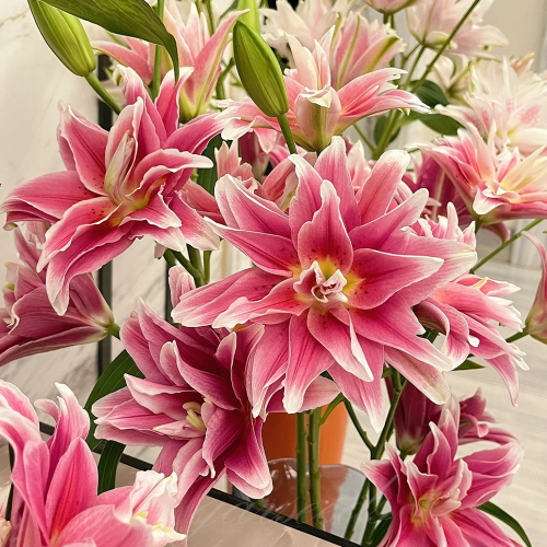 Lilia lotosowa Lotus Wonder