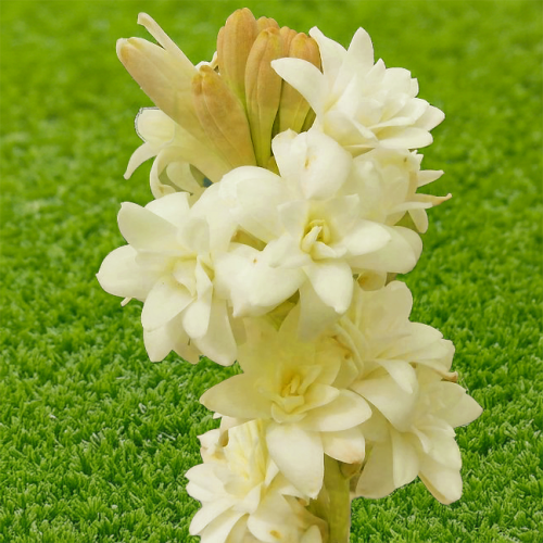 Polianthes tuberoza Yellow Baby