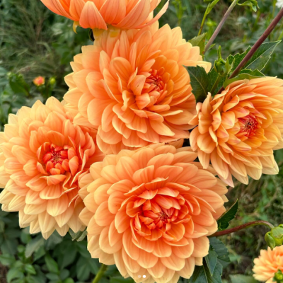 Dalia lotosowa Rancho 1szt