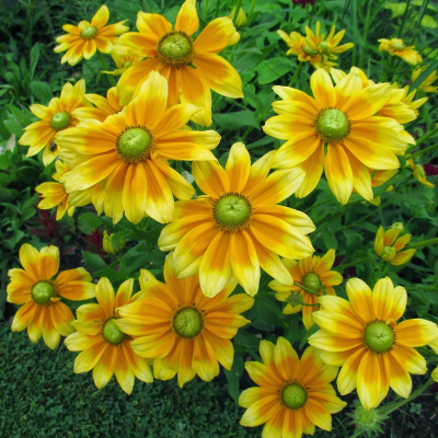Rudbekia Prairie Sun 1szr