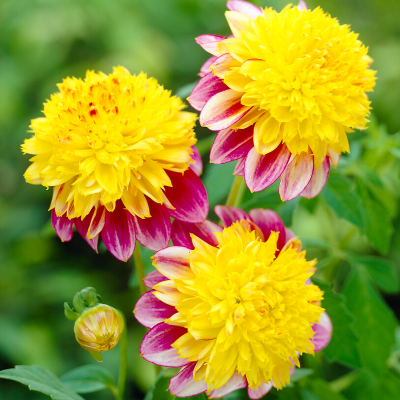 Dalia anemonowa Boogie Woogie 1szt