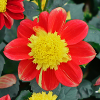Dalia Honey