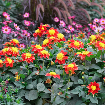 Dalia anemonowa Honey 1szt