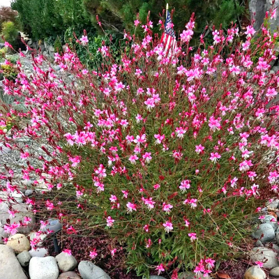 Gaura Siskiyou Pink 1szt