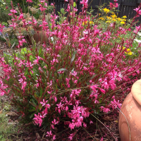 Gaura Siskiyou Pink