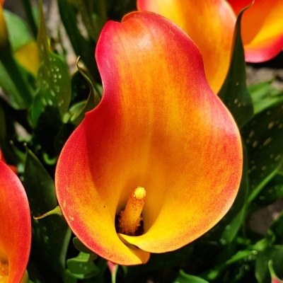 Calla - Zantedeschia Captain Brunello 1szt