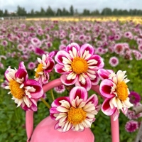 Dalia Bumble Rumble