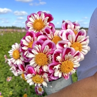 Dalia Bumble Rumble