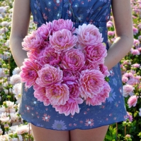 Dalia Pink Magic