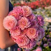 Dalia Pink Magic