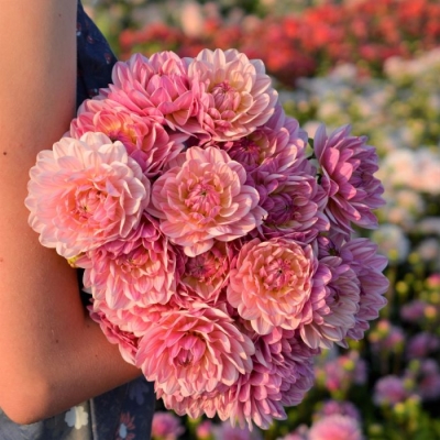 Dalia lotosowa Pink Magic 1szt