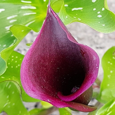 Calla -Zantedeschia Paco 1szt
