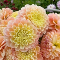 Dalia Honey Dew