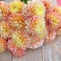 Dalia Honey Dew