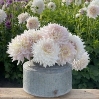 Dalia KAs Cloud