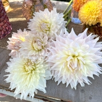 Dalia KAs Cloud