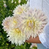 Dalia KAs Cloud