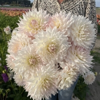 Dalia KAs Cloud