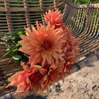 Dalia Mango Madness