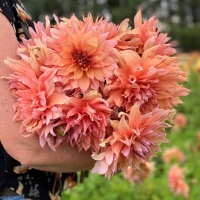Dalia Mango Madness