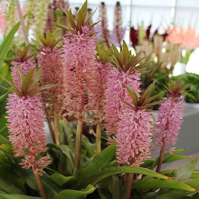 Eucomis - lilia ananasowa Comosa 1szt