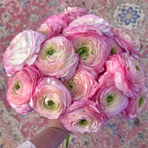 Jaskier Cloni Success Felicidade 3szt