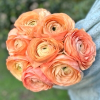 Cloni Succes Grand Pastel
