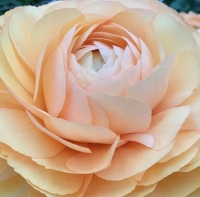 Cloni Succes Grand Pastel