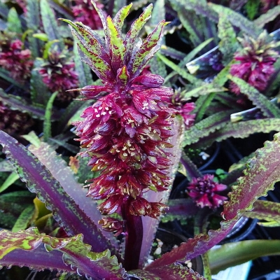 Eucomis - lilia ananasowa Vandermei 1szt
