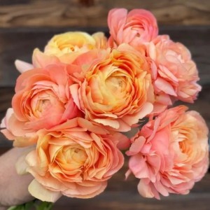 Jaskier Cloni Succes Grand Pastel 3szt