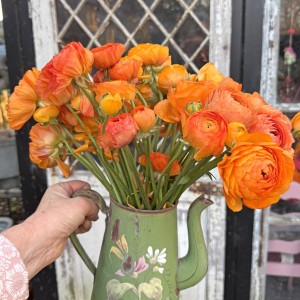 Jaskier pomarańczowy 5szt