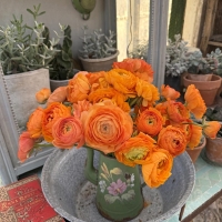 Ranonkels Elegance Clementine .jpg