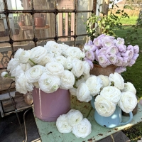 Ranonkels Elegance Bianco® (1).jpg