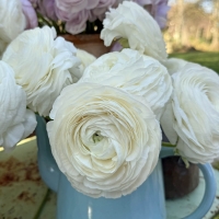 Ranonkels Elegance Bianco®.jpg