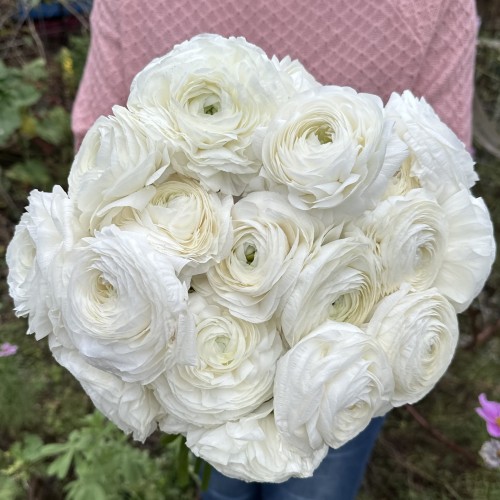 [50100] Ranunculus Elegance Bianco.jpg
