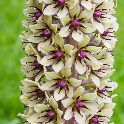Eucomis - lilia ananasowa Montana 1szt