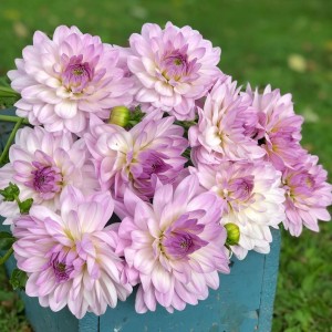 Dalia lotosowa Valentino 1szt