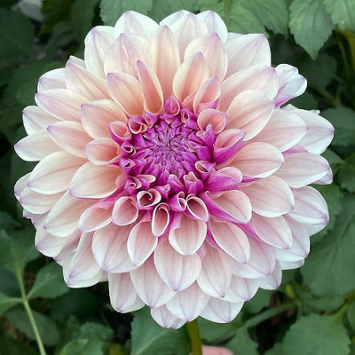 Dalia dekoracyjna Orion 1szt