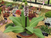 Eucomis montana.jpg