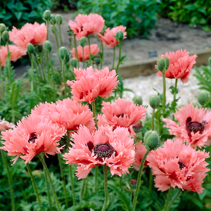 Mak Forncett Summer 1szt