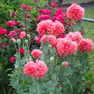 Mak Fringed Fancy Rose 1szt