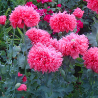 Mak Fringed Fancy Rose